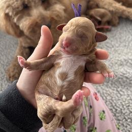 Purple Girl - Red  female Goldendoodle puppy in Lewisville, Texas from Zink Doodles