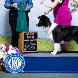 Border Collies from Everbright Border Collies