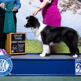 Border Collies from Everbright Border Collies