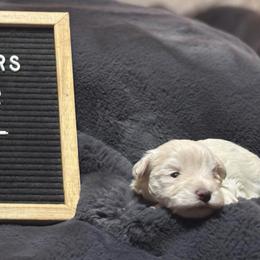 Austin - White male Miniature Schnauzer puppy in Littleton, Colorado from Wahl 2 Wahl Schnauzers