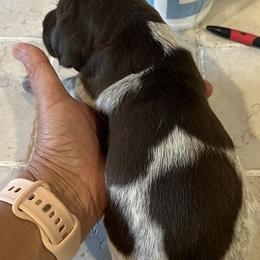 Boy 5 - male German Shorthaired Pointer puppy in Beaverdam, Virginia from Harts Hill Kennel