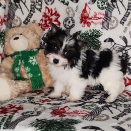 AKC Puppy Boy 5 Dior - Parti male Yorkshire Terrier puppy in Sequim, Washington from Spirit Valley Family