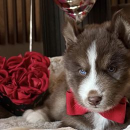 Siberian Huskies from Wolves with Amor