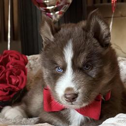 Siberian Huskies from Wolves with Amor