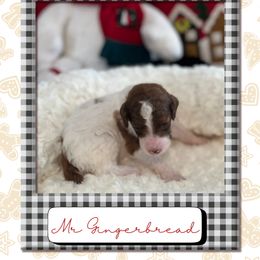 Gingerbread - Parti male Poodle puppy in Ocean Springs, Mississippi from Forever Summer Standard Poodles
