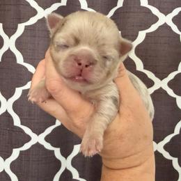Aria - Merle female Chihuahua puppy in Newport Beach, California from Exotic City Pomeranians and chihuahuas