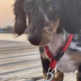Dachshund All Grown Up from Lanier’s Little Weenies