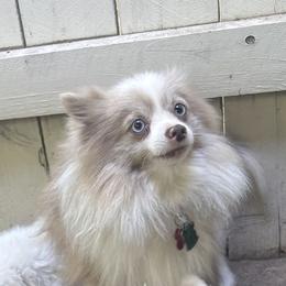 Romeo - Pomeranian