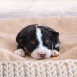 BTM 2 - Black tri male Toy Australian Shepherd puppy in Russellville, Arkansas from Rockin H Aussies