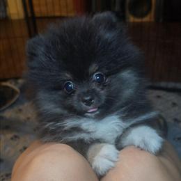 Tia - Black and tan female Pomeranian puppy in Fresno, California from Pomi Mami Pomeranians