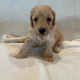 Waylon - Apricot male Poodle puppy in Eagle Point, Oregon from A Stone’s Throw Miniature Poodles