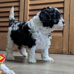 Mycroft - Black and white male Cavapoo puppy in Poetry, Texas from Darling Doodles of Texas