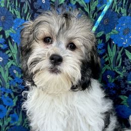 Havanese from Havta Hav R Havanese