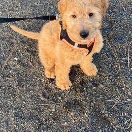 Goldendoodle Puppies from Clig Doodle Days