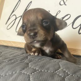 Chance - Red male Dachshund puppy in Sharon Springs, New York from Show Us The Way Homestead