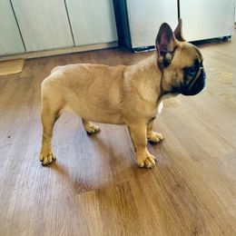 French Bulldog Puppies from Frenchie Paws