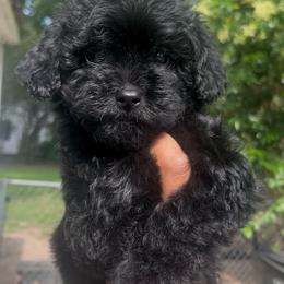 Lilo 2500 - Black female Yorkipoo puppy in Gastonia, North Carolina from Dynasty Kennel