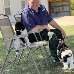 Poodle Puppies from Poodle Plus