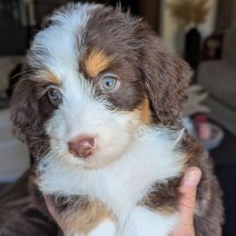 Pink collar aka Shell - Tri-color female Bernedoodle puppy in Connecticut from Valley View Doodles