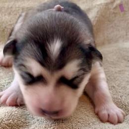 Baguette - Gray and white female Alaskan Malamute puppy in Palmyra, Michigan from Illusion Kennel