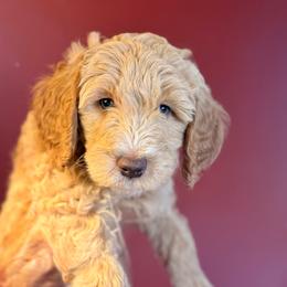 Churro (Orange collar) - Cream male Goldendoodle puppy in Seattle, Washington from Dream Lake Doodles
