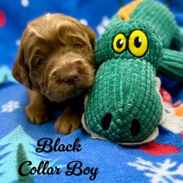 Bullseye - Apricot male Australian Labradoodle puppy in Rhode Island from Highland Beach Labradoodles
