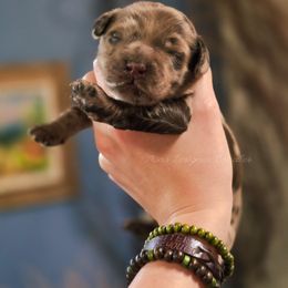 Lorelei - Merle female Goldendoodle puppy in Centreville, Mississippi from Trin's Designer Doodles