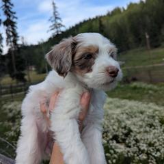 Yellow Girl - Brown female Whoodle puppy in Kalispell, Montana from Countryman Whoodles