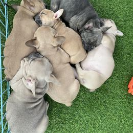 French Bulldog Puppies from 609 Frenchies