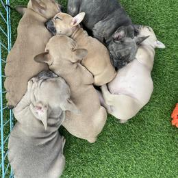French Bulldog Puppies from 609 Frenchies