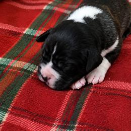 Girl 1 - Fawn female Boxer puppy in Temple, Georgia from B&B Boxers