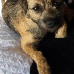Border Terriers from Tina's Border Terriers