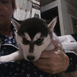 Cuddles - Black and white female Siberian Husky puppy in Great Falls, Montana from MT Kennel