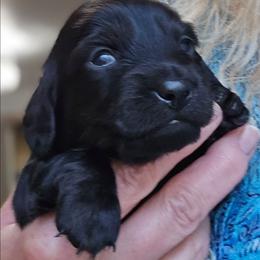 Mystic - Black male Dachshund puppy in Nine Mile Falls, Washington from River Run Doxies