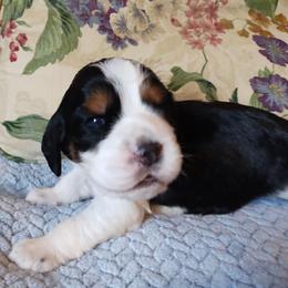 Beth - Black white and tan female English Springer Spaniel puppy in Kingsport, Tennessee from Leandra's English Springer Spaniels