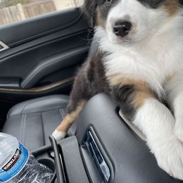 Australian Shepherd Puppies from Country Court Aussies