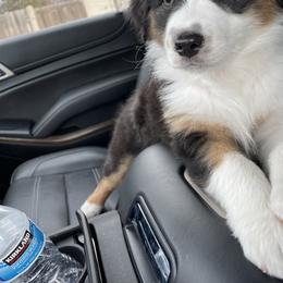 Australian Shepherd Puppies from Country Court Aussies