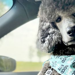 Poodles from Dreamland Standard Poodles