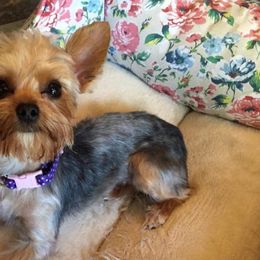 Yorkshire Terriers from Idaho Yorkie’s