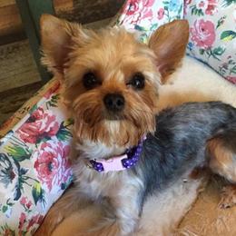 Yorkshire Terriers from Idaho Yorkie’s