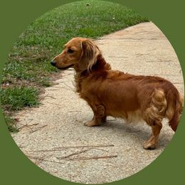 Lilly Joe - Dachshund