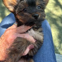 Ruthy - Black and tan female Yorkshire Terrier puppy in Kingston, Oklahoma from Lake Life