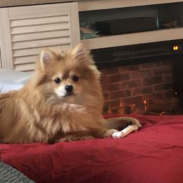 Winnie - Pomeranian
