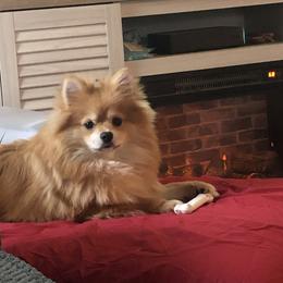 Winnie - Pomeranian