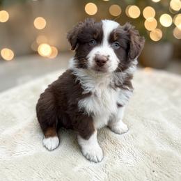 Retained Hege - Red tri-color male Australian Shepherd puppy in Statesville, North Carolina from Charming Australian Shepherds