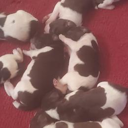 German Shorthaired Pointers and Poodles from Four Fillies Farm