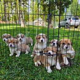 Pembroke Welsh Corgi Puppies from North Star Pembroke Welsh Corgi's