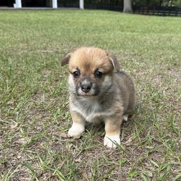 Girl 2 - Red female Pembroke Welsh Corgi puppy in Ocala, Florida from Rivermont Farm