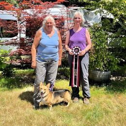 Pembroke Welsh Corgi Puppies from Outlands Corgis