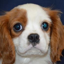Carla - Tri-color female Cavalier King Charles Spaniel puppy in Townville, South Carolina from Mid Lake Cavaliers